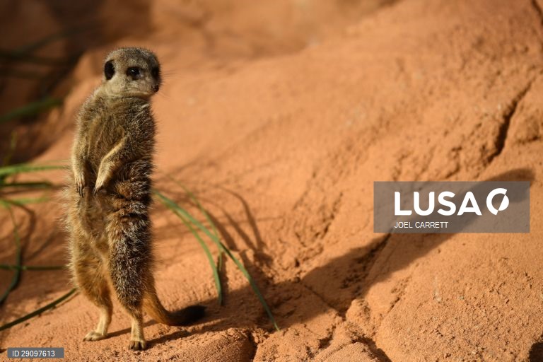 Abertura oficial do Palácio da Savana Africana no Jardim Zoológico de Taronga em Sydney, Austrália.