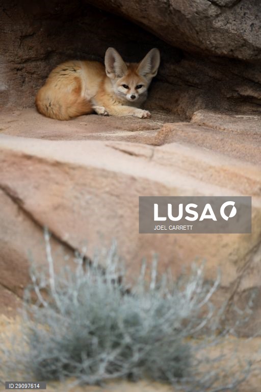 Abertura oficial do Palácio da Savana Africana no Jardim Zoológico de Taronga em Sydney, Austrália.