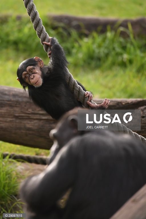 Abertura oficial do Palácio da Savana Africana no Jardim Zoológico de Taronga em Sydney, Austrália.