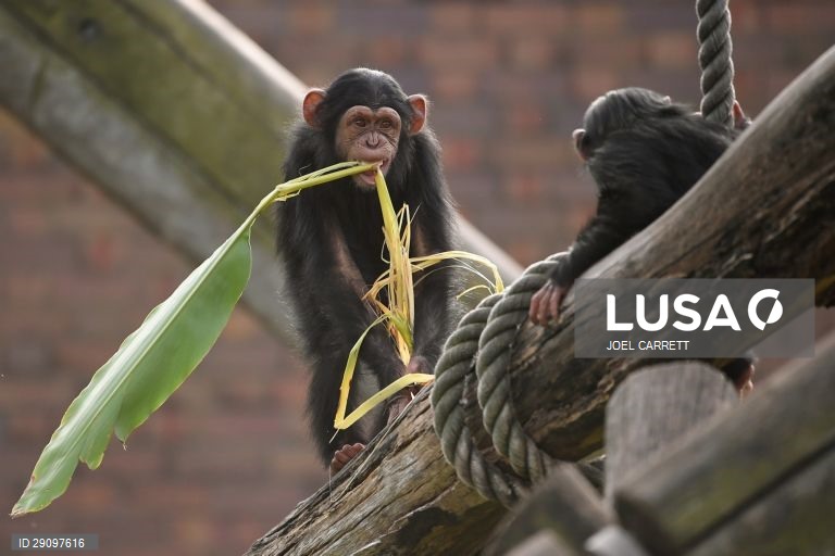 Abertura oficial do Palácio da Savana Africana no Jardim Zoológico de Taronga em Sydney, Austrália.