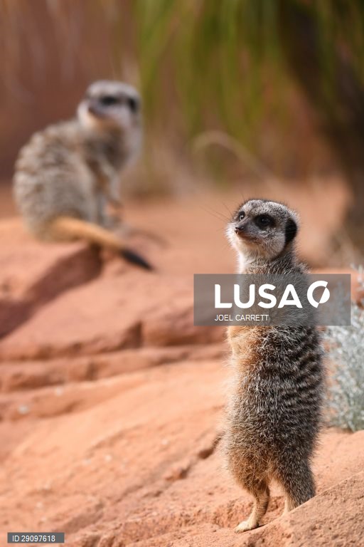 Abertura oficial do Palácio da Savana Africana no Jardim Zoológico de Taronga em Sydney, Austrália.