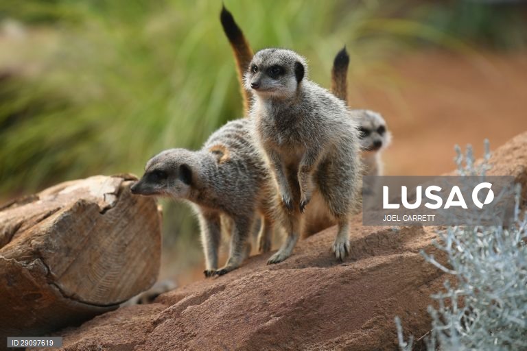 Abertura oficial do Palácio da Savana Africana no Jardim Zoológico de Taronga em Sydney, Austrália.