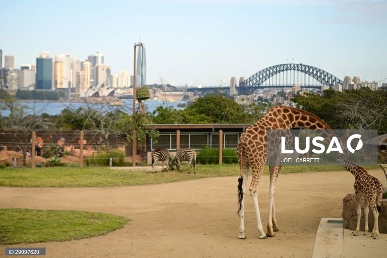 Abertura oficial do Palácio da Savana Africana no Jardim Zoológico de Taronga em Sydney, Austrália.