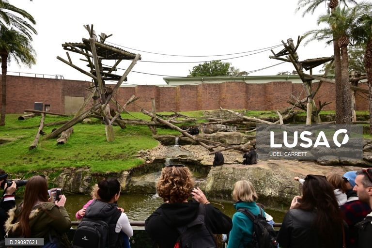 Abertura oficial do Palácio da Savana Africana no Jardim Zoológico de Taronga em Sydney, Austrália.