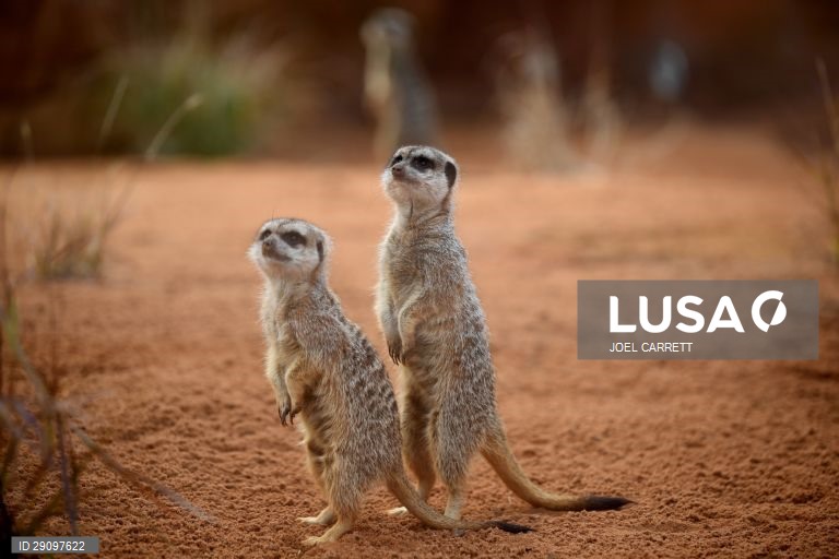 Abertura oficial do Palácio da Savana Africana no Jardim Zoológico de Taronga em Sydney, Austrália.