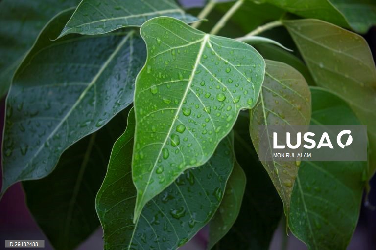 Dia de chuva em Daca