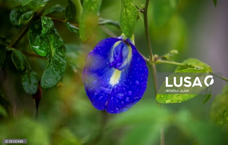 Dia de chuva em Daca