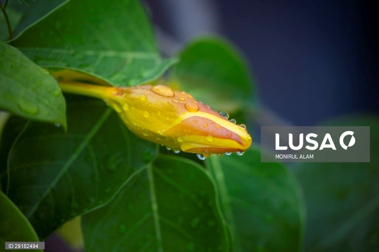 Dia de chuva em Daca