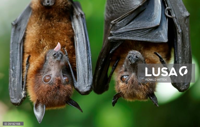 Jardim zoológico-botânico de Wilhelma, em Estugarda, na Alemanha.