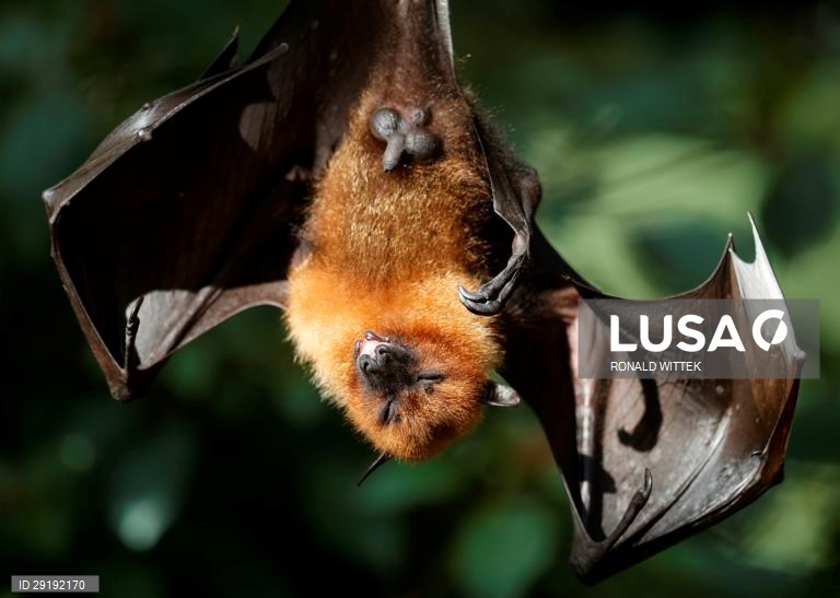 Jardim zoológico-botânico de Wilhelma, em Estugarda, na Alemanha.