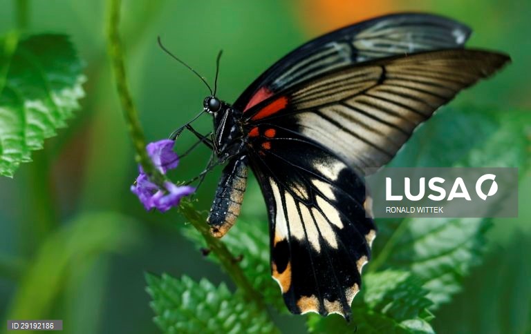 Jardim zoológico-botânico de Wilhelma, em Estugarda, na Alemanha.