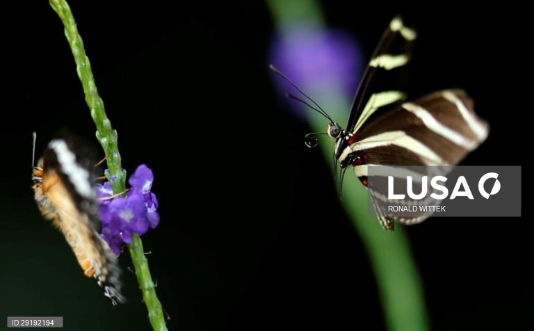 Jardim zoológico-botânico de Wilhelma, em Estugarda, na Alemanha.