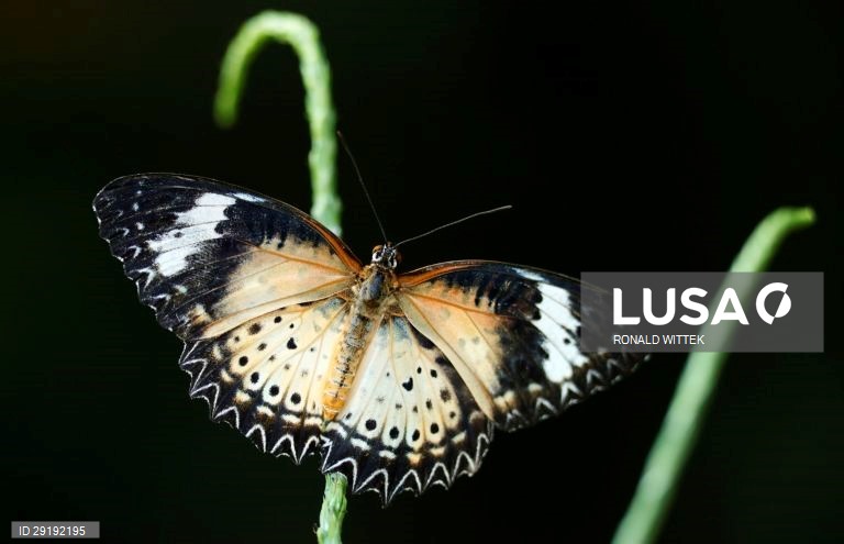 Jardim zoológico-botânico de Wilhelma, em Estugarda, na Alemanha.