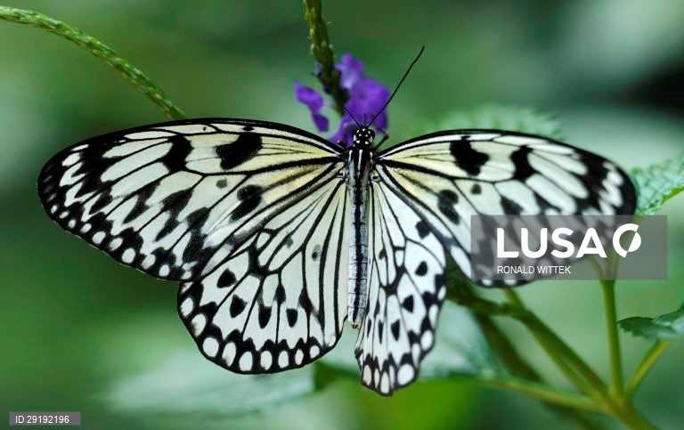 Jardim zoológico-botânico de Wilhelma, em Estugarda, na Alemanha.