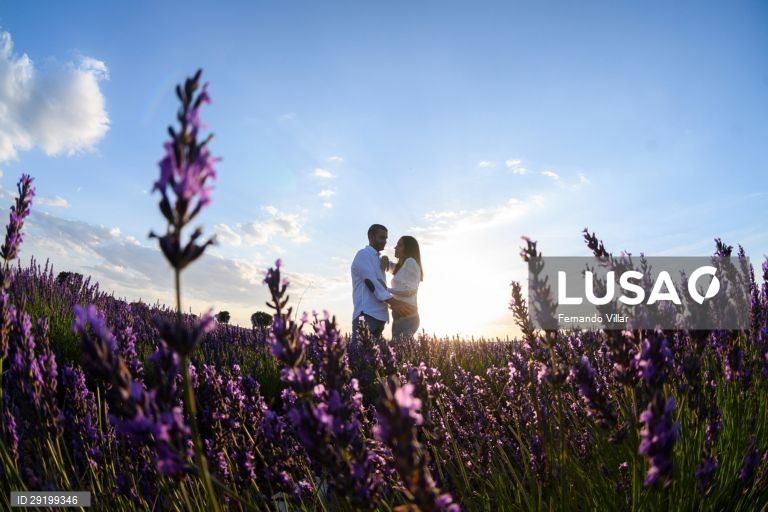 Campo de lavanda que é utilizada em perfumes e cosméticos na aldeia de Brihuega, Guadalajara, Espanha, 