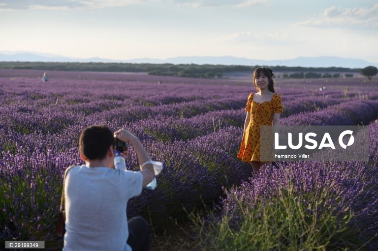 Campo de lavanda que é utilizada em perfumes e cosméticos na aldeia de Brihuega, Guadalajara, Espanha, 
