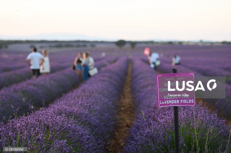 Campo de lavanda que é utilizada em perfumes e cosméticos na aldeia de Brihuega, Guadalajara, Espanha, 