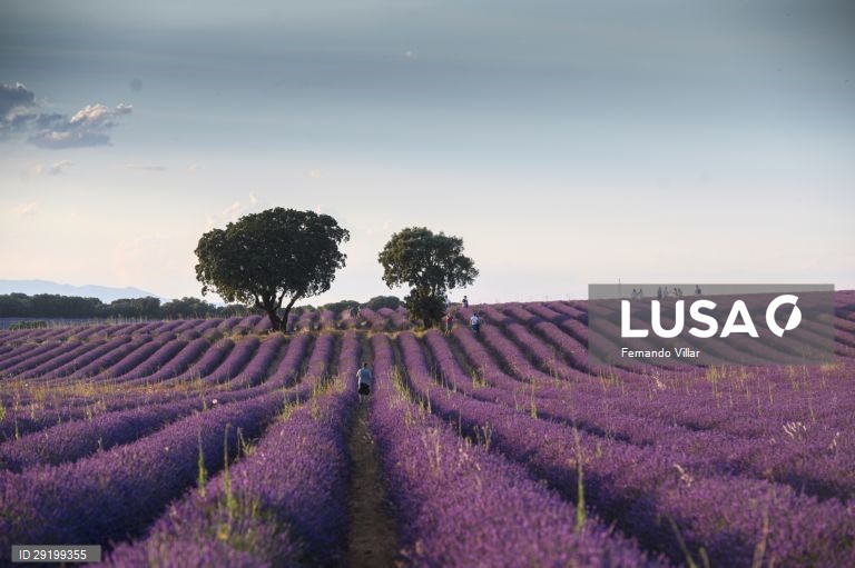 Campo de lavanda que é utilizada em perfumes e cosméticos na aldeia de Brihuega, Guadalajara, Espanha, 