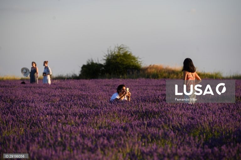 Campo de lavanda que é utilizada em perfumes e cosméticos na aldeia de Brihuega, Guadalajara, Espanha, 