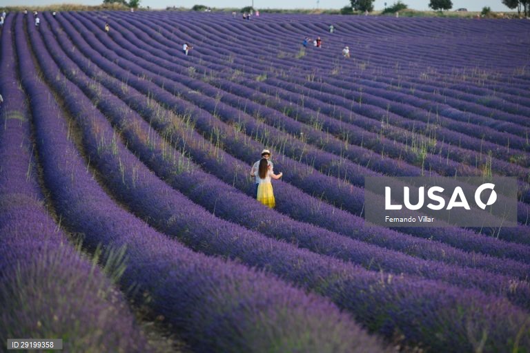 Campo de lavanda que é utilizada em perfumes e cosméticos na aldeia de Brihuega, Guadalajara, Espanha, 