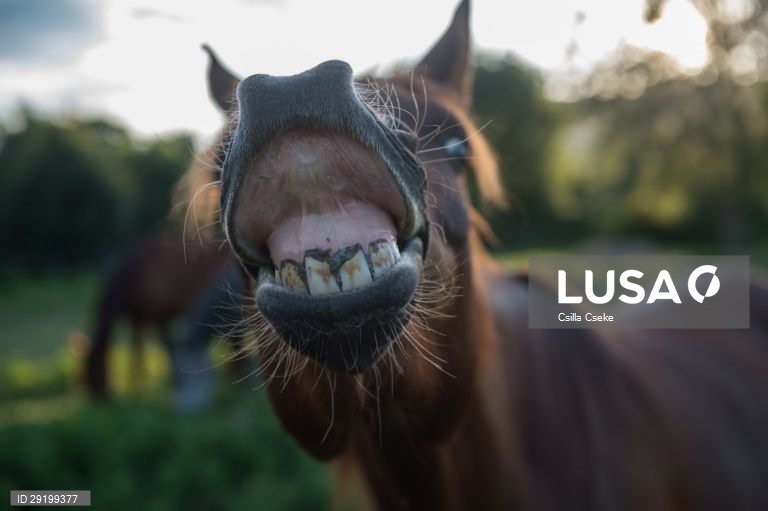 Criação de cavalos na Hungria