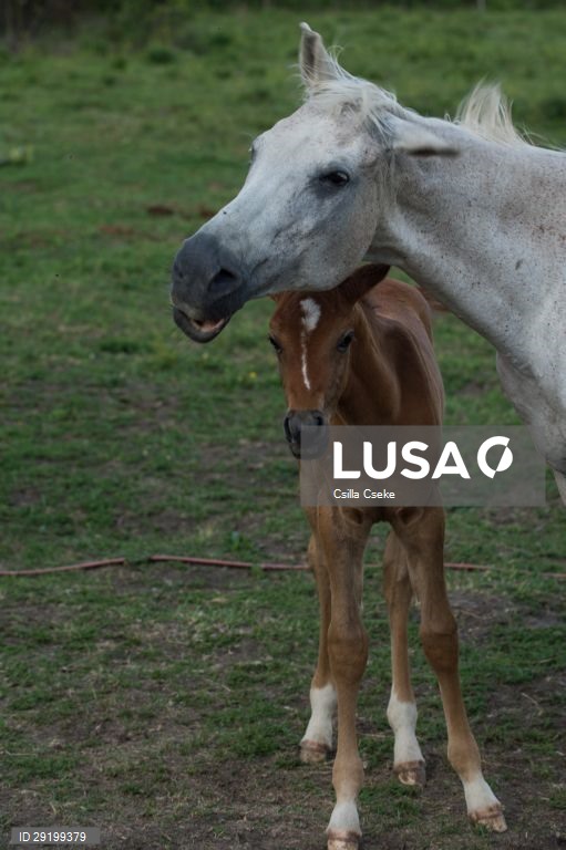 Criação de cavalos na Hungria