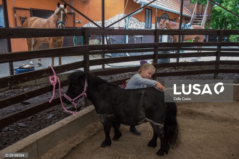 Criação de cavalos na Hungria