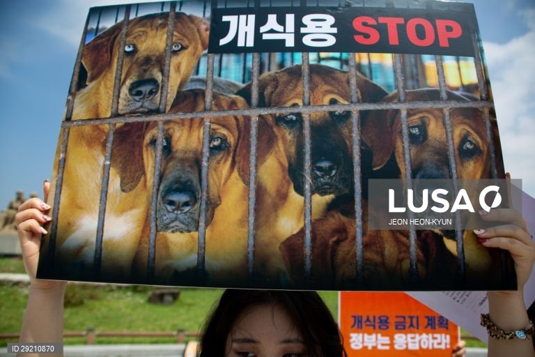 Protesto contra o consumo de carne de cão em Seul