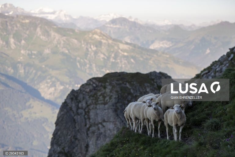 Trilho alpino de ovelhas em Schafuebergang, Suíça