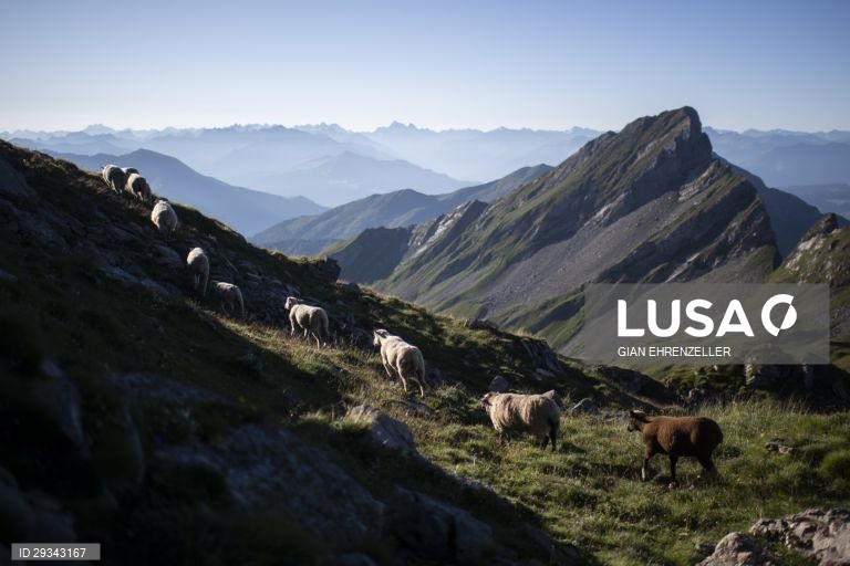 Trilho alpino de ovelhas em Schafuebergang, Suíça