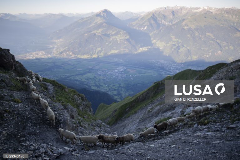 Trilho alpino de ovelhas em Schafuebergang, Suíça