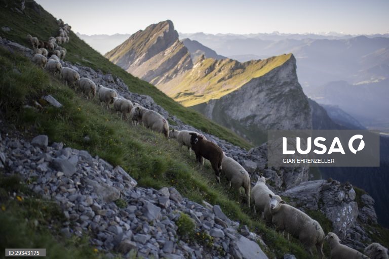 Trilho alpino de ovelhas em Schafuebergang, Suíça