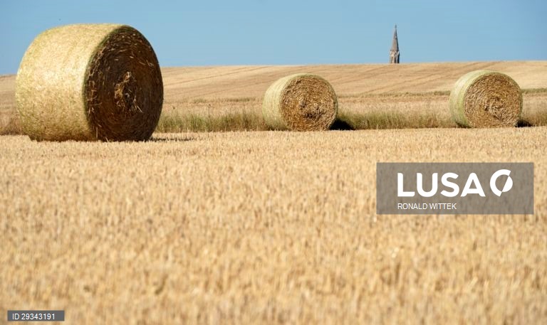 Fardos de palha em Waldboeckelheim