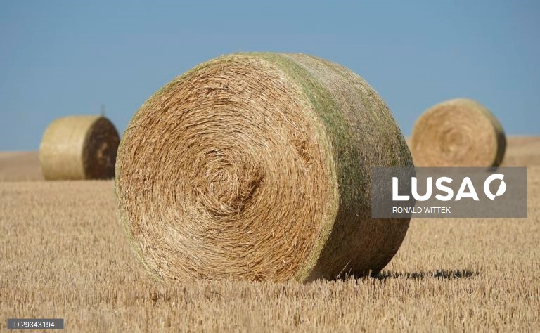 Fardos de palha em Waldboeckelheim