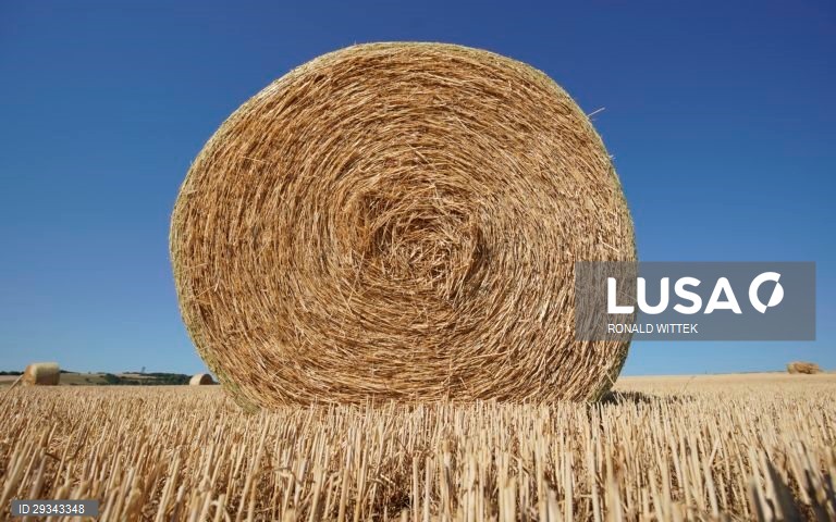 Fardos de palha em Waldboeckelheim