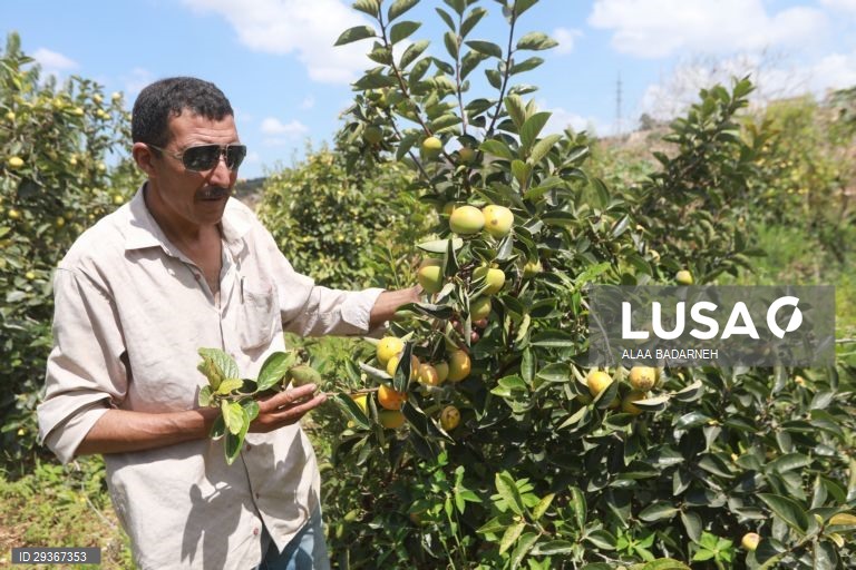 Cisjordânia: Colheita de mangas em Qaqiliya