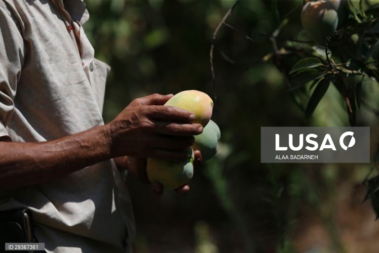 Cisjordânia: Colheita de mangas em Qaqiliya