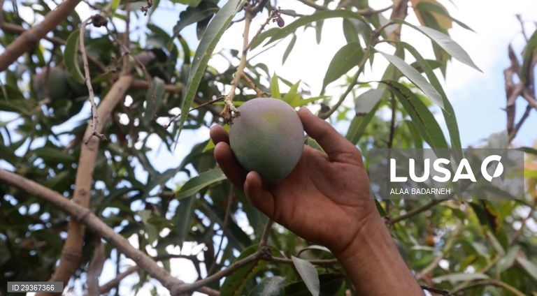 Cisjordânia: Colheita de mangas em Qaqiliya
