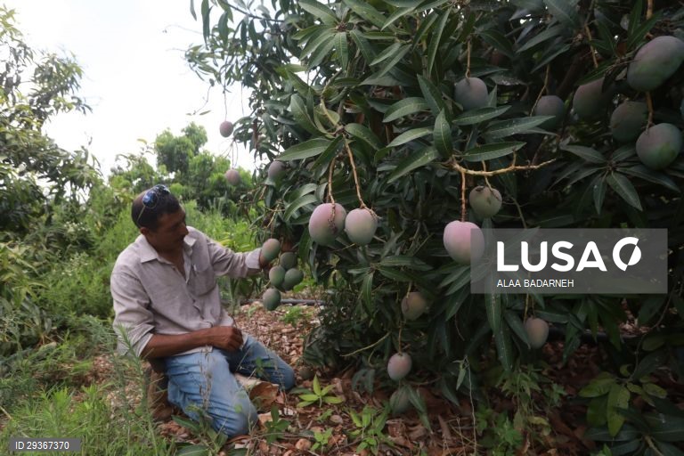 Cisjordânia: Colheita de mangas em Qaqiliya