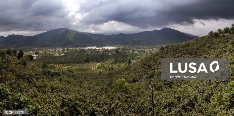 Turquia: Colheita de avelãs nas margens do Mar Negro