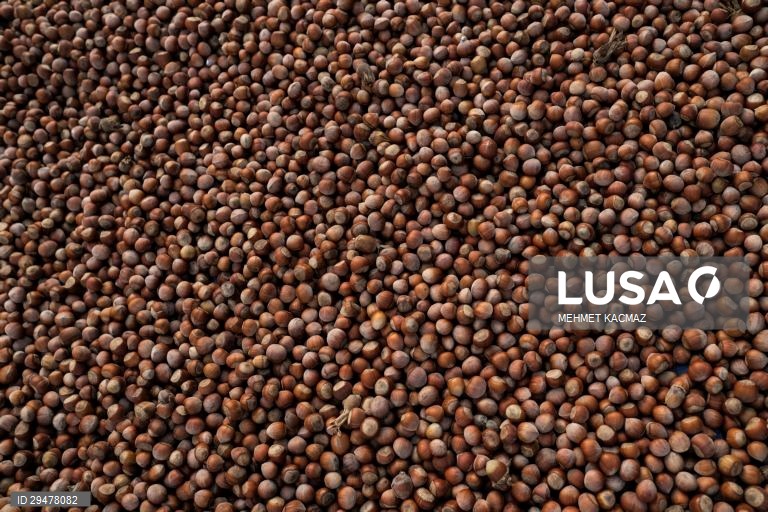 Turquia: Colheita de avelãs nas margens do Mar Negro