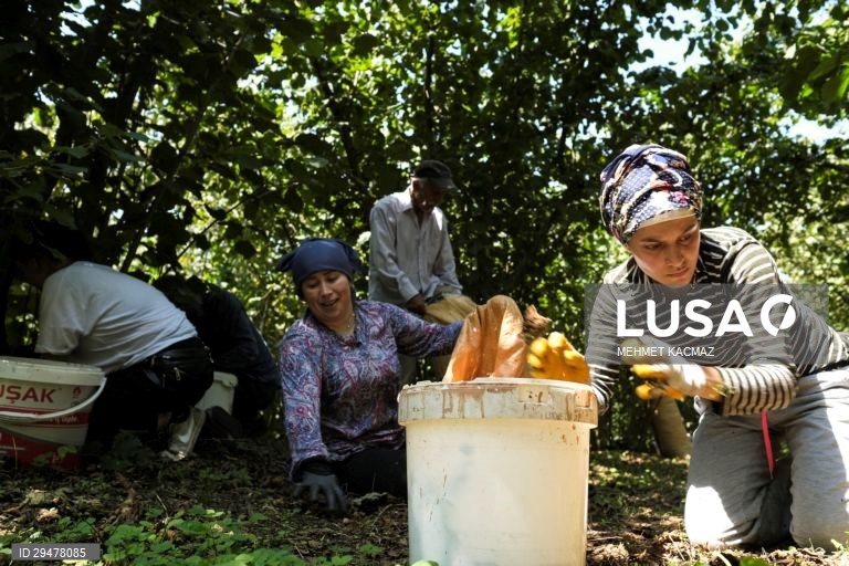 Turquia: Colheita de avelãs nas margens do Mar Negro