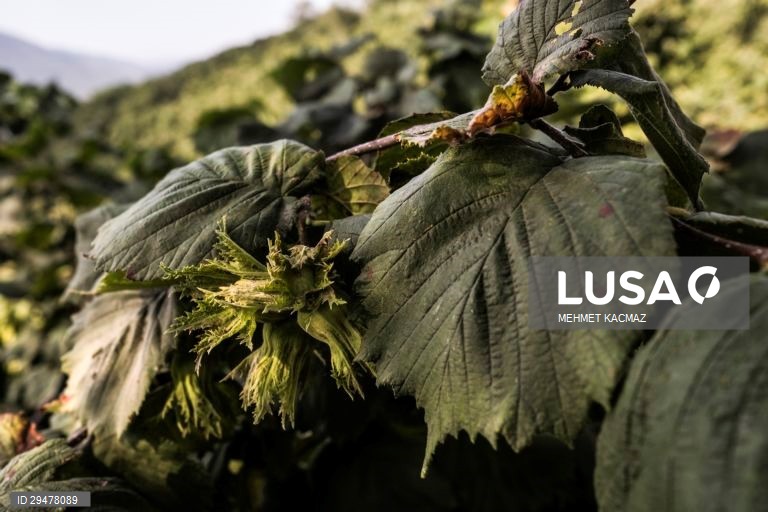 Turquia: Colheita de avelãs nas margens do Mar Negro