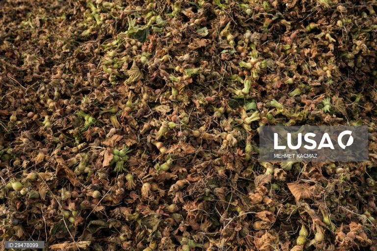 Turquia: Colheita de avelãs nas margens do Mar Negro