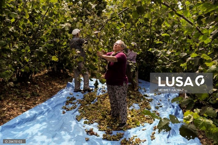 Turquia: Colheita de avelãs nas margens do Mar Negro