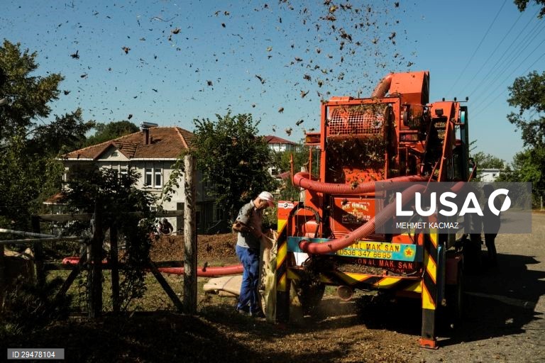 Turquia: Colheita de avelãs nas margens do Mar Negro