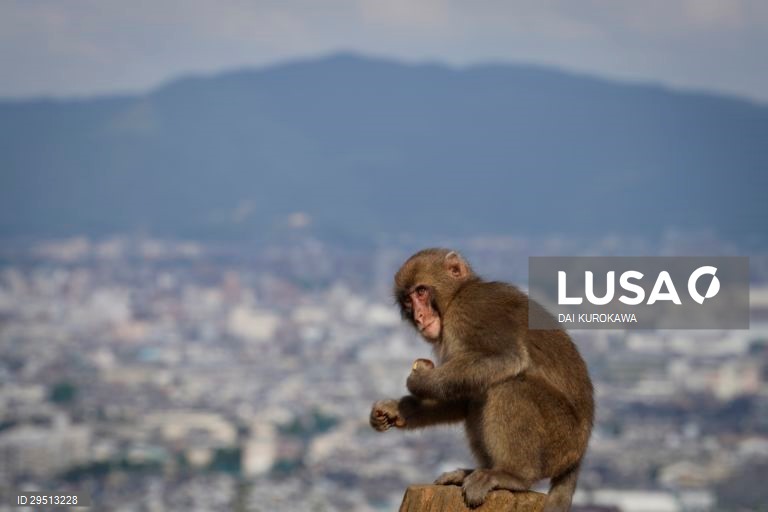 Japão: Macacos japoneses do Monte Arashiyama em Kyoto