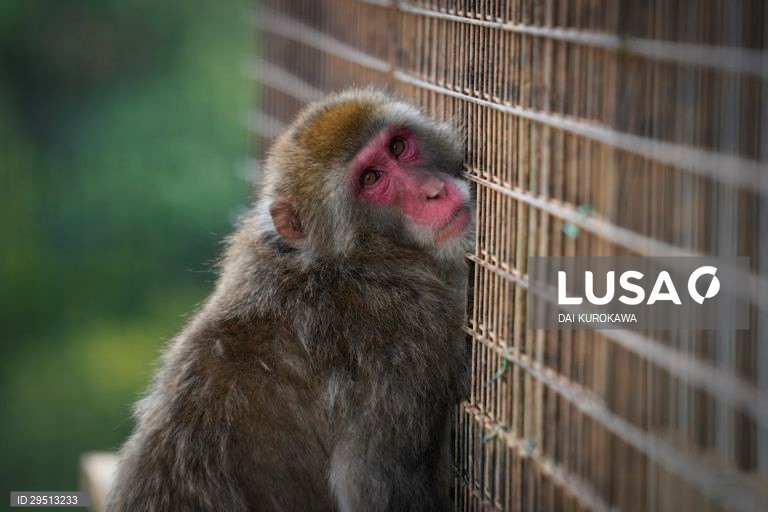 Japão: Macacos japoneses do Monte Arashiyama em Kyoto