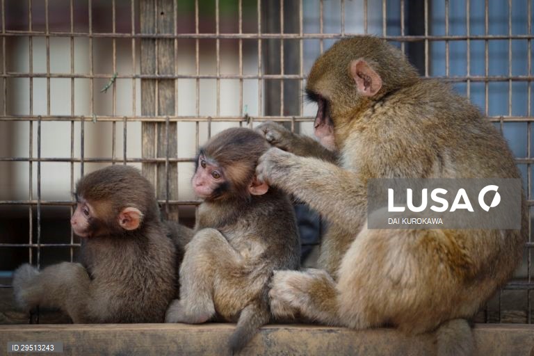 Japão: Macacos japoneses do Monte Arashiyama em Kyoto