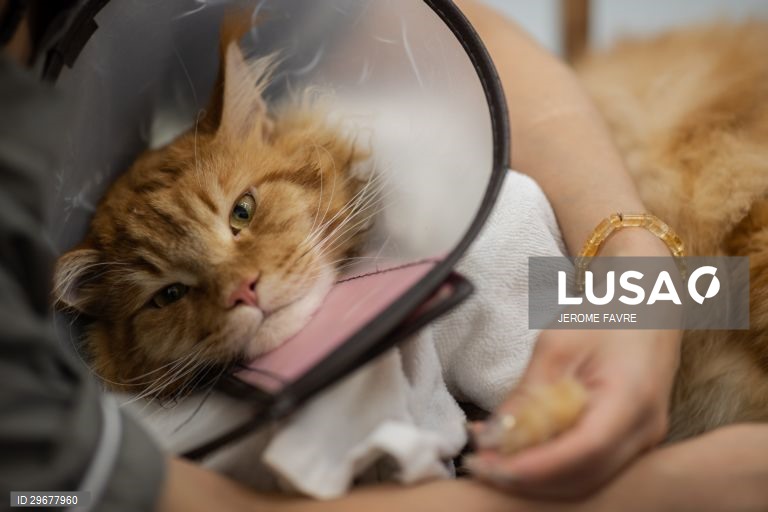 A instalação de cuidados para animais de estimação de Hong Kong